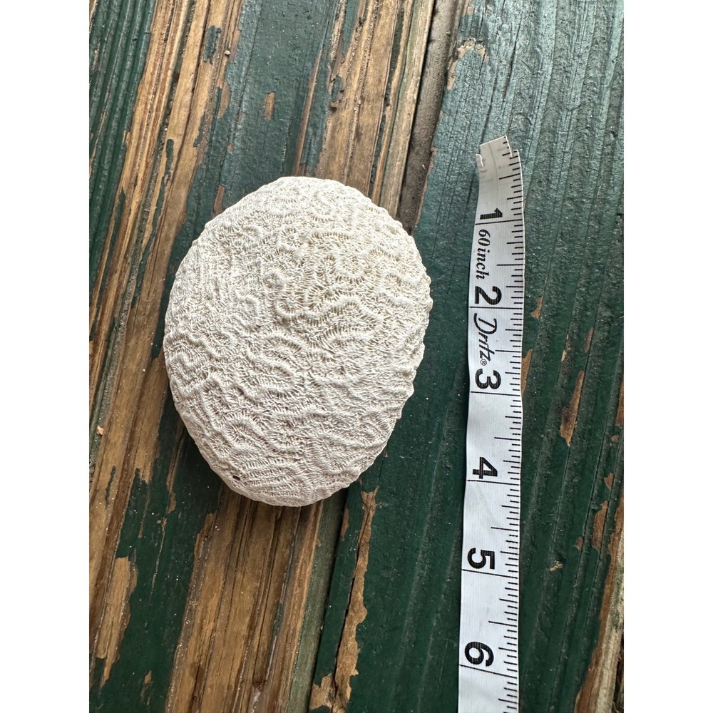 Natural White Brain Coral Specimen Fossil Coastal Beach Decor 4 Inch Marine Life - Picture 2 of 3